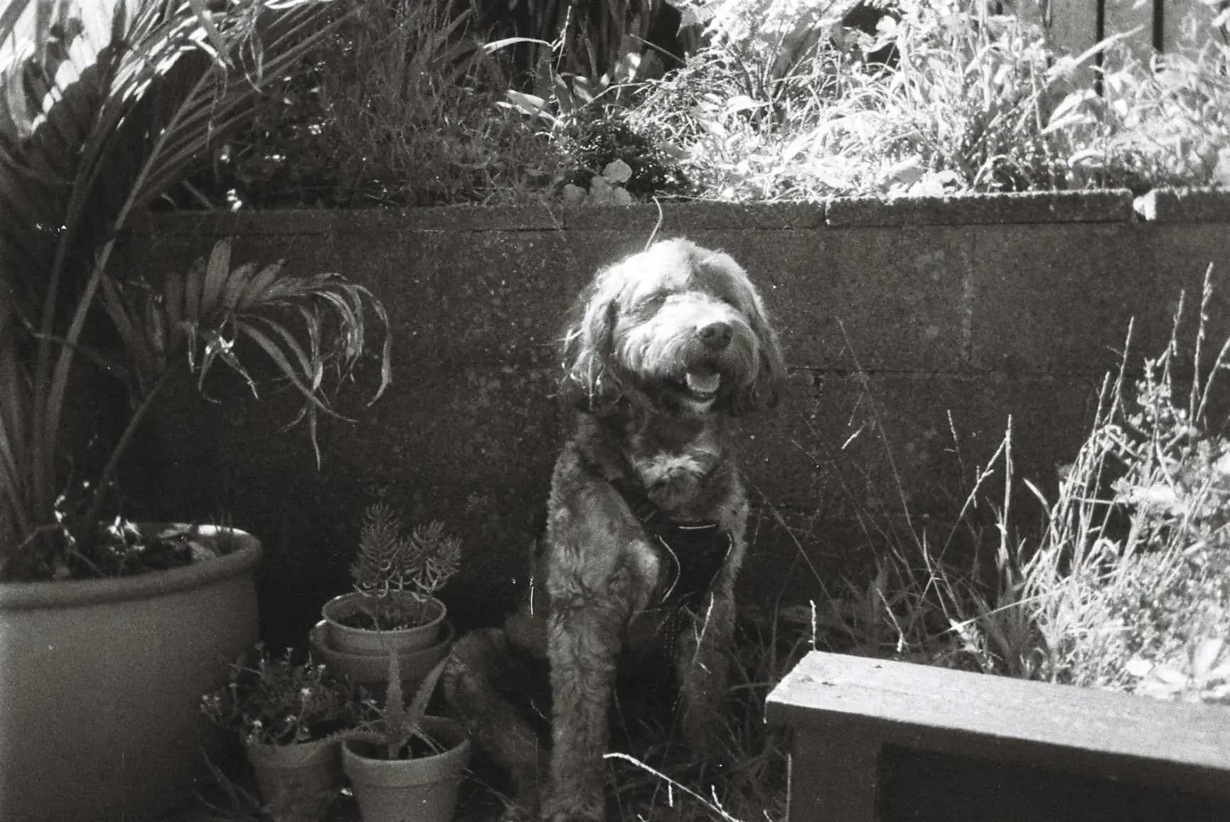 Bringing pets to New Zealand — biosecurity requirements, timeline, and what to expect